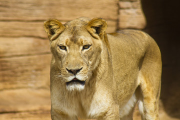 Fototapeta na wymiar Lioness at the zoo