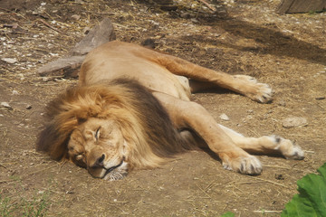 Captive zoo lion takes a nap