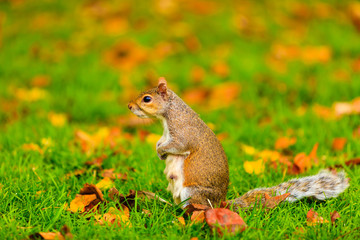 grey squirrel in autumn park