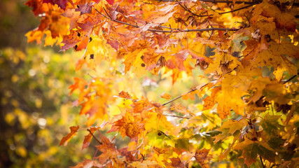 autumn leaves fall trees nature background