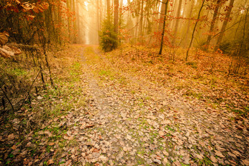 Pathway through the misty autumn forest