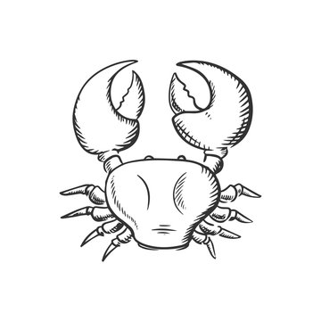 Sketch of big ocean crab