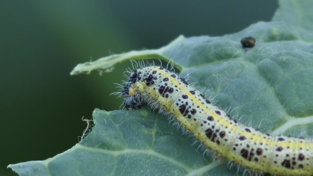 Close up of a caterpillar of a Cabbage White feeding on cabbage, 4K