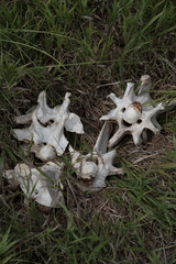 A group of vertebrae from the backbone of a dead American Bison (Buffalo) as found in the grass of...