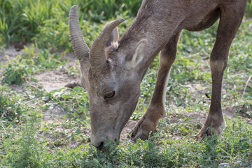 A ewe bighorn sheep (Ovis Canadensis)  grazing on a green grass at Badlands National Park, South Dakota