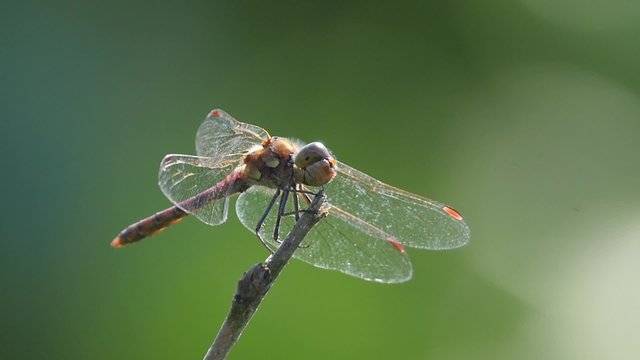 Common Darter resting on a twig, slow motion