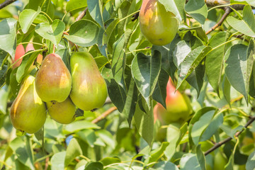Pears on a branch in a garden, close up