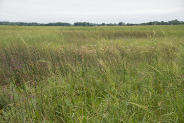 On an overcast summer day the sedge meadow wetland marsh is green with sedges and wildflowers.