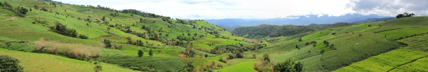 Rice terraces  panorama