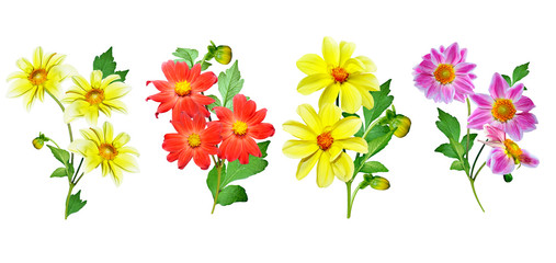 Dahlia flower isolated on white background