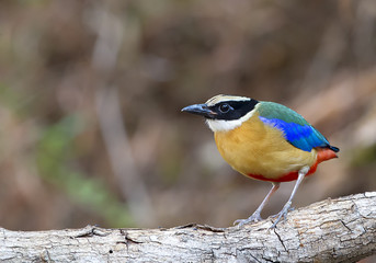 Blue-winged Pitta (Pitta moluccensis)