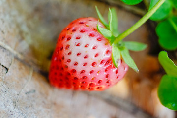 Strawberries  in the garden
