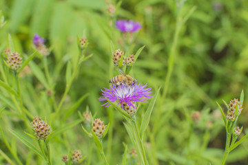 Closeup of a North American Honeybee pollen collecting in a field of blooming Knapweeds.  