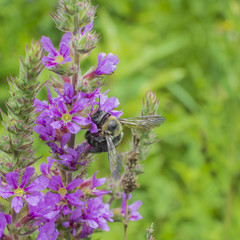 Closeup of a Bumblebee extracting pollen from Purple Loosestrife.