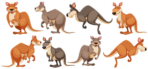 Kangaroo in different poses