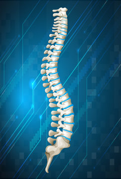 Human spine diagram on blue