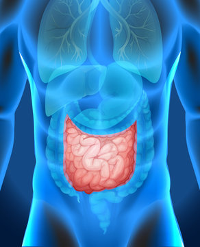 Small intestine in human body