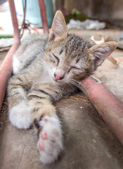 Gray cute kitten lay on floor