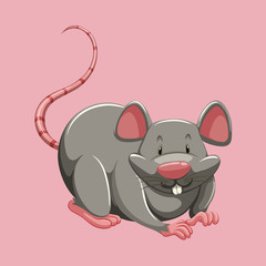 Gray rat on pink