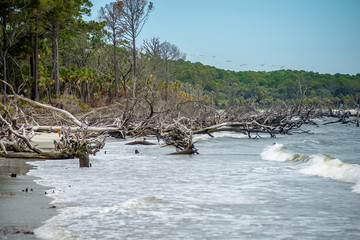 Fototapeta premium palmetto forest on hunting island beach