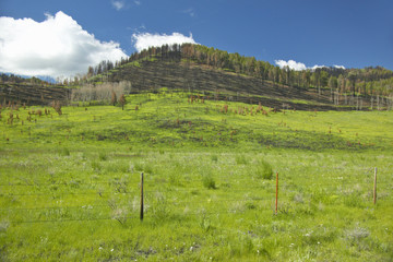 Naklejka premium Scorched hillside and fresh spring growth in Centennial Valley, Lakeview, MT