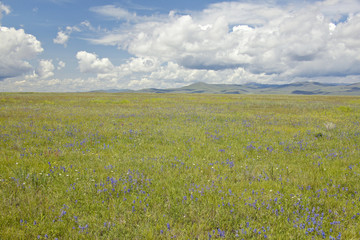 Spring grasslands and mountains in Centennial Valley near Lakeview, MT