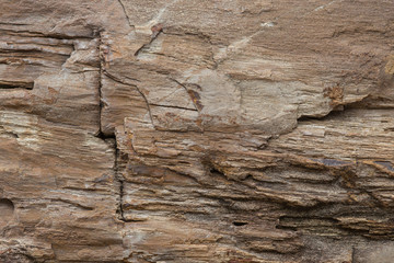 The Petrified Wood Texture Background