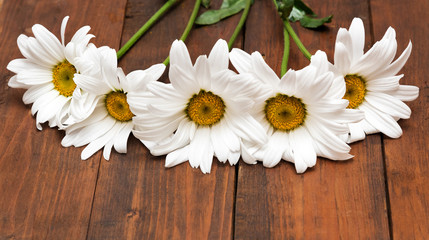 White chamomiles on wood background