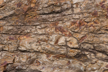 The Petrified Wood Texture Background