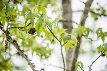 Sweetgum tree branch ( Liquidambar styraciflua)