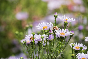 beautiful flower in garden