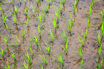 Rice fields in Ninh Binh, Vietnam
