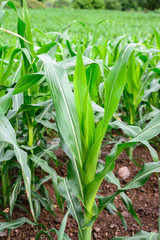 Closeup of corn field.