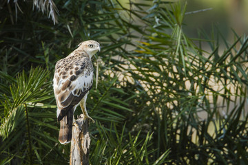 Changeable hawk eagle immature in Arugam bay lagoo, Sri Lanka