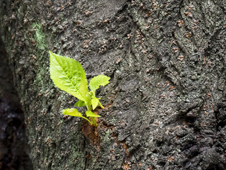 new tree branch