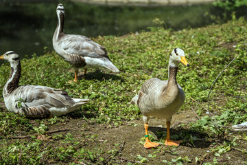 many duck in zoo