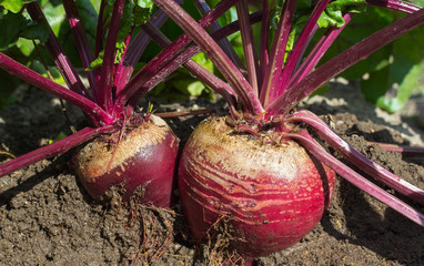 foliage and roots of beets in the ground