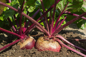 foliage and roots of beets in the ground