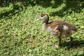 small duckling
