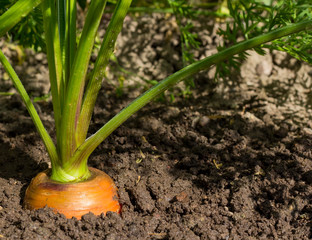 Fresh carrots in her bush about to be harvested