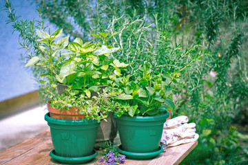 Fresh herbs in pots in my garden