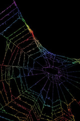 蜘蛛の巣　虹色