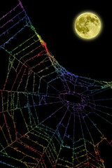 月と蜘蛛の巣