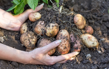 Hands harvesting fresh organic potatoes from soil