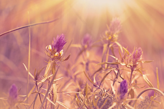 Fototapeta Purple meadow flowers illuminated by sun rays 