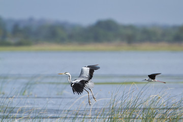 Grey heron in Pottuvil, Sri Lanka