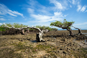 mangrove North Sulawesi, Indonesia