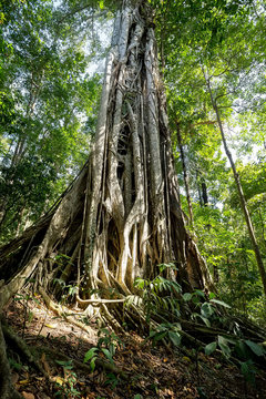 massive tree is buttressed by roots Tangkoko Park