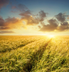 Fototapeta premium Road on field. Agricultural landscape