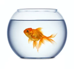 Fotobehang Goldfish in a fishbowl isolated on white background © Alexstar